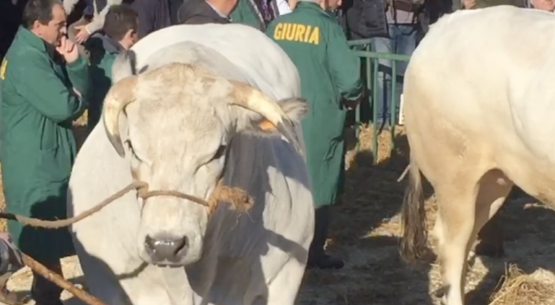 VIDEO - Un successo la 381ma edizione della Fiera Nazionale del Bue Grasso di Moncalvo